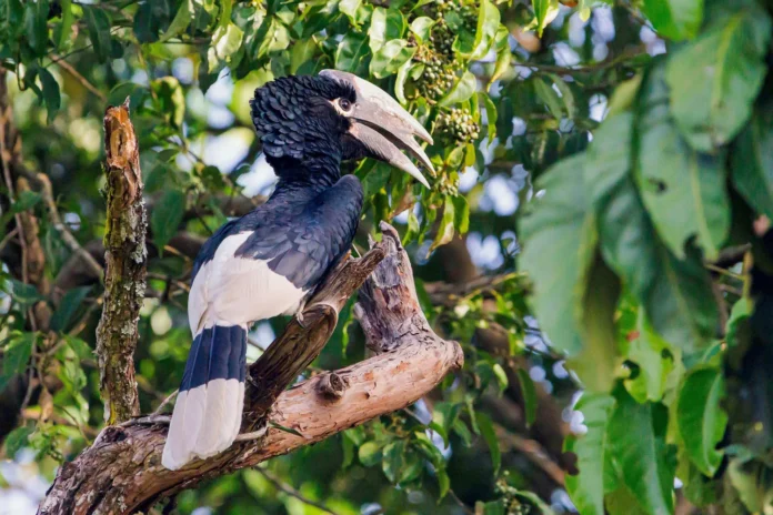 White-Thighed-Hornbill_Alamy